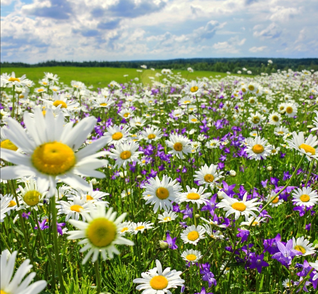 Jednotlivé esence květin